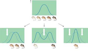 Frequency of individuals 3 Modes of Selection Selection Favors certain genotypes by acting on the phenotypes of certain organisms Three modes of selection are Directional Disruptive Stabilizing