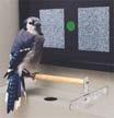 If the bird does not detect a moth on either screen, it pecks the green circle to continue to a new set of images (a new