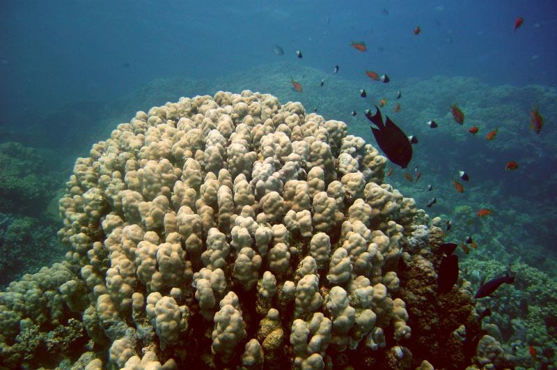 Coral Reefs form Calcium