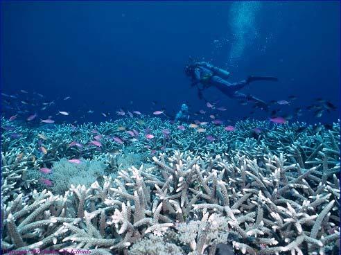 Warm times: Coral Reefs form Calcium Carbonate Skeletons adds CO