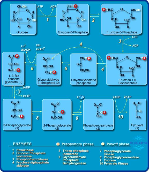 Glycolytic Pathway Conerts glucose to pyruate Generates ATP & NADH ATP dries energy consuming reactions NADH dries