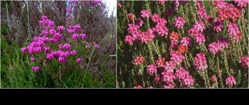 There are some related plants in genus Erica, including Bell Heather and Cross-leaved Heath, but these have larger and more brightly-coloured flowers (see