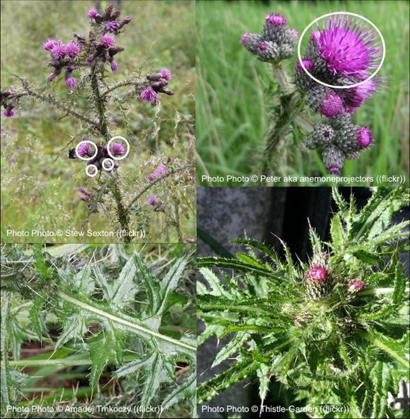 Marsh Thistle, Cirsium palustre, is often found in wetter habitats including fens, marshes, damp grassland, wet woodland and upland springs and flushes, but it also grows in drier conditions such as