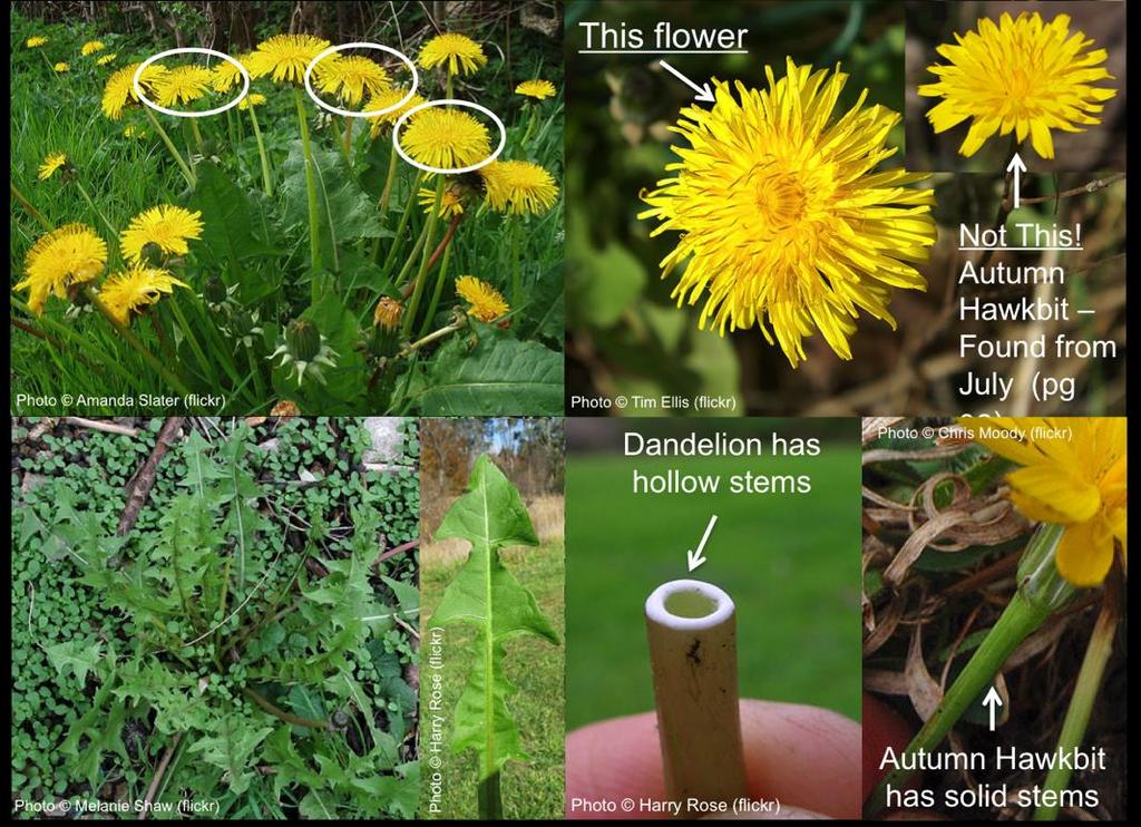From March onwards Dandelion, Taraxacum officinale agg.