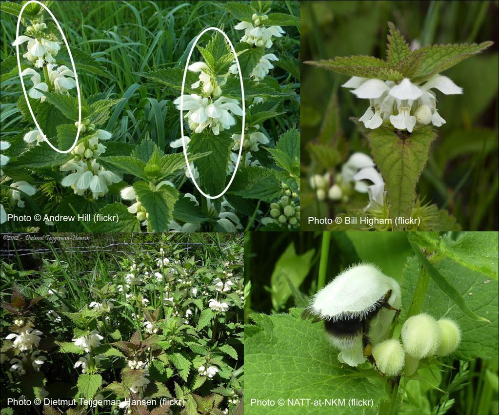 White Dead-nettle, Lamium album Pollinator Monitoring Scheme: FIT Count target flower guide Found in secondary woodland, hedge-banks, waysides and rough ground, and sometimes gardens (often on