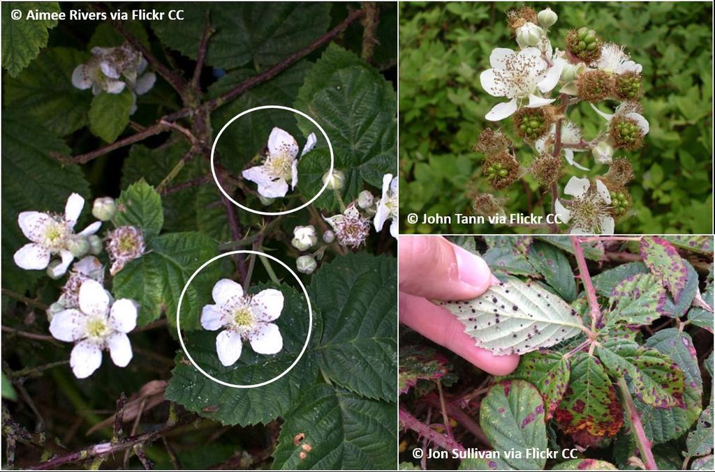 From May onwards Bramble (or Blackberry), Rubus fruticosus agg. Widespread shrub with white flowers, later producing blackberries, and stems with hooked spines.