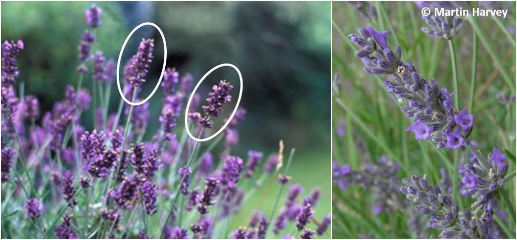 From June onwards Lavender (or English Lavender), Lavandula angustifolia A familiar plant of gardens and parks, with distinctive