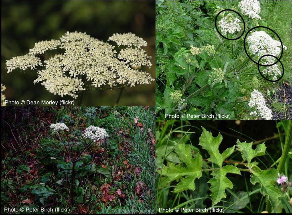 Hogweed, Heracleum sphondylium Pollinator Monitoring Scheme: FIT Count target flower guide Found in a wide range of habitats, including rough and disturbed grassland, especially on roadsides and
