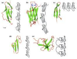 COMMON DOMAIN FOLDS complement coat protein immunoglobulin fold fibronectin type I module EXAMPLES OF PROTEINS THAT ARE MODULAR IN DESIGN growth factor module kringle module γcg - contain many