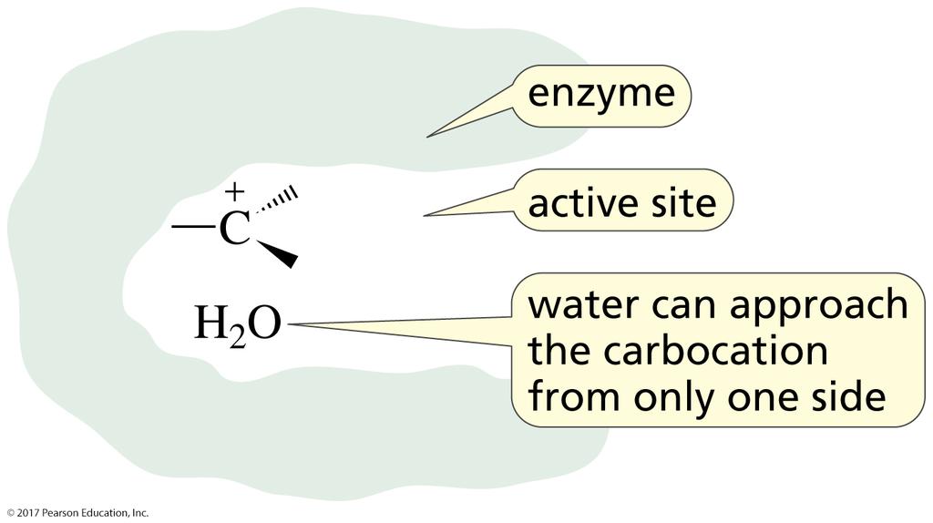 An Enzyme Forms Only One Stereoisomer Enzyme-catalyzed reactions are completely