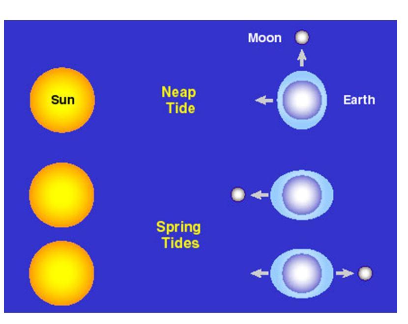 2. Neap Tides: Occur when the Sun and the Moon are at right angles to one another.