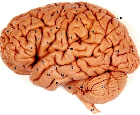 Anatomy of a vertebrate brain Some basic terms: