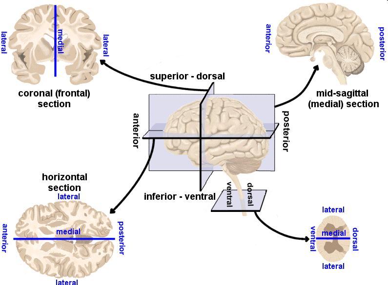 Anatomy of a vertebrate brain Some basic terms: Nucleus Gray matter / white matter Cortex (only in mammals) Sulcus, Gyrus Cerebellum Directions