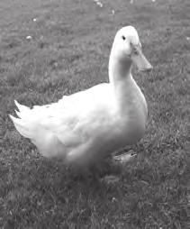 20 10 Domestic duck Bar-headed goose