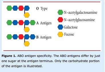 ABO blood group genetics: A and B alleles are codominant A and B are