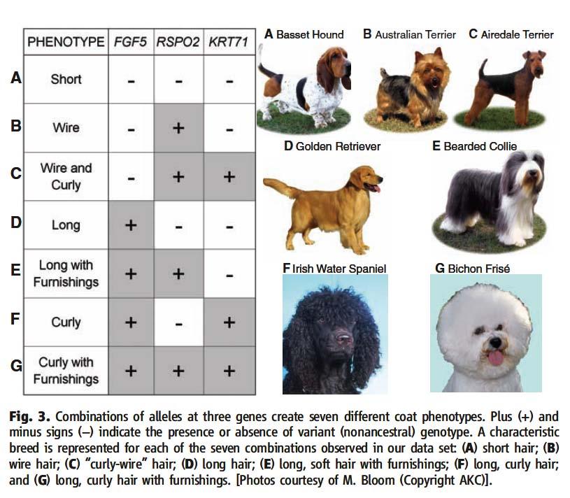 The complicated relationship between genes and phenotypes Coat Variation in the Domestic Dog Is Governed by Variants in Three Genes 2 OCTOBER 2009 VOL 326 SCIENCE Coat color and type are essential