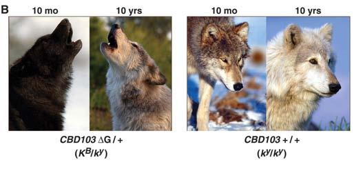 and other mammals results from