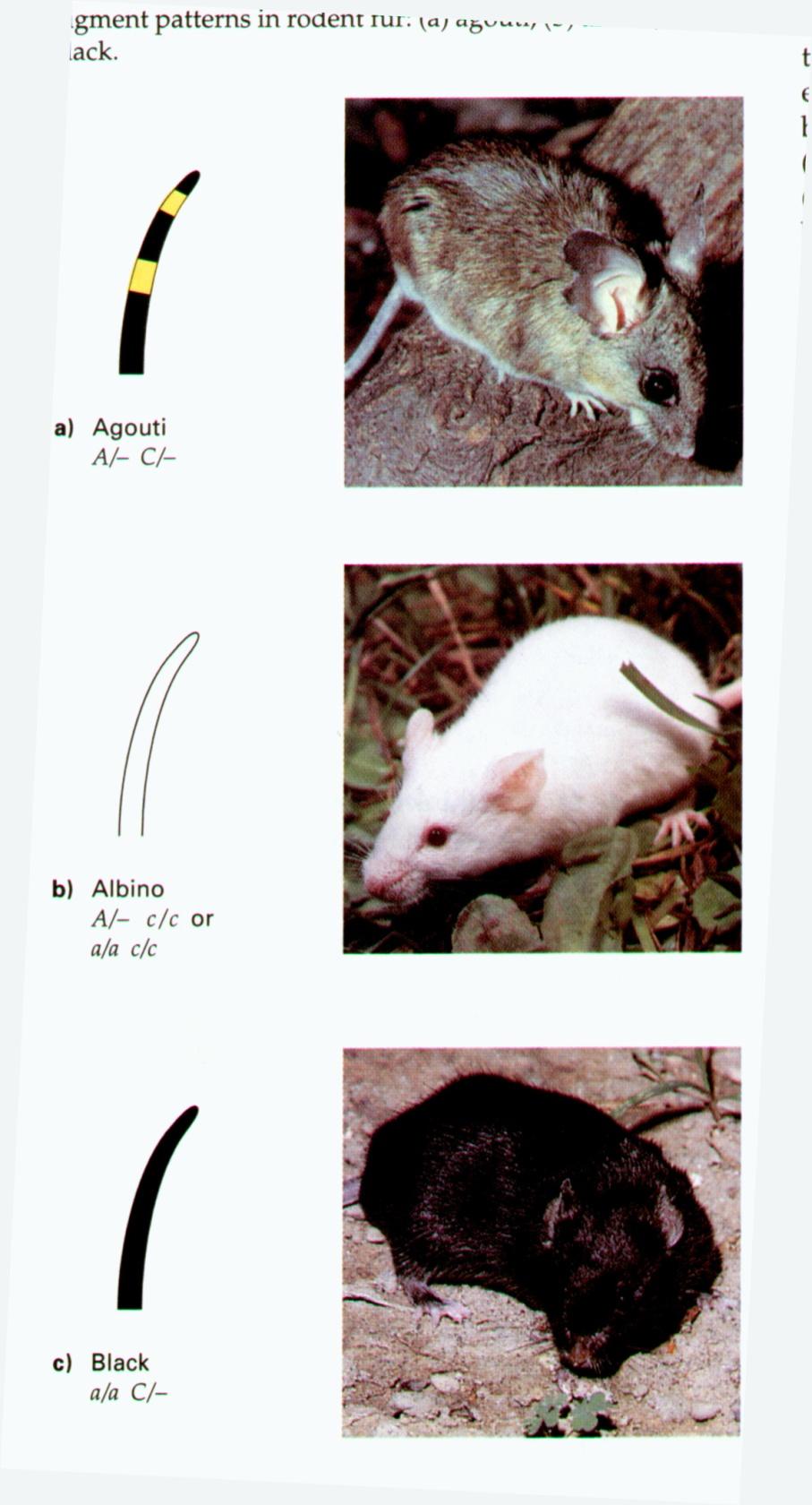 A gene (agouti) B gene C gene D gene (dilute) S gene spotted or splotch Coat Color in Mammals Alleles A- yellow band on hair shaft aa yellow band absent ligand for Mc1R (see below) inhibits synthesis