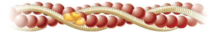 3) Actin and myosin are the major proteins that constitute the myofibril. The interactions of these two proteins within each sarcomere cause the muscle to shorten.
