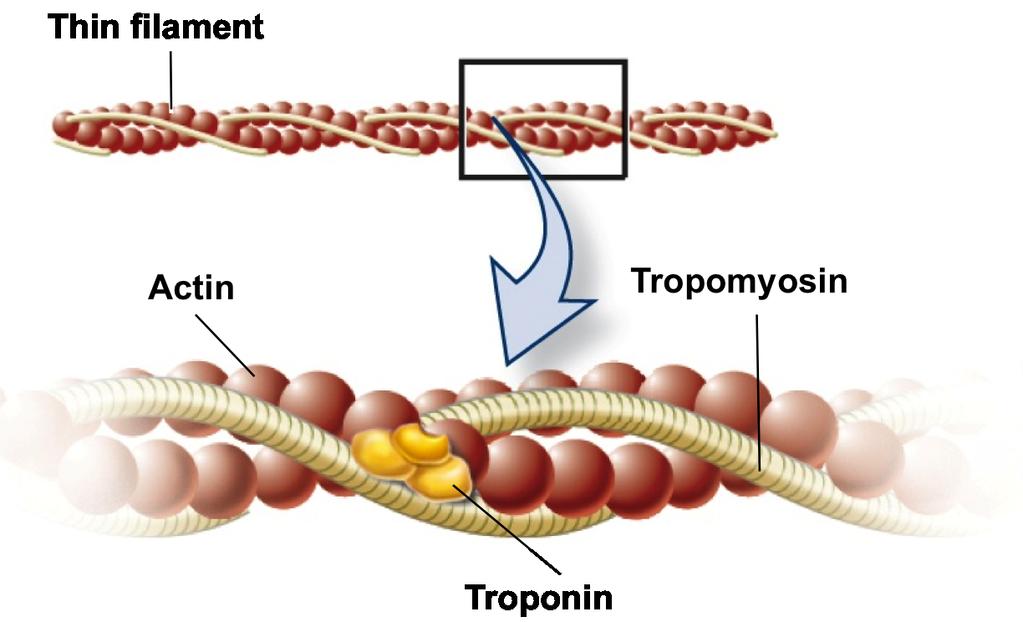7) Tropomyosin and troponin are two other proteins found in small quantities in muscle.