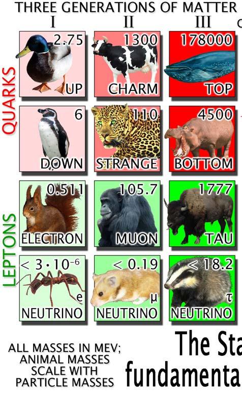 Zoo: 12 Particle Animals The elementary particles are fundamental building blocks of