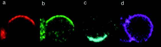 380 S. Fuerstenberg et al. Fig. 1. Localization of Prospero, Staufen, Inscuteable and microfilaments during mitosis in vitro.