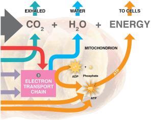 4.8 Electron transport chain: Takes place in the inner membranes of mitochondria High-energy electrons move through chain