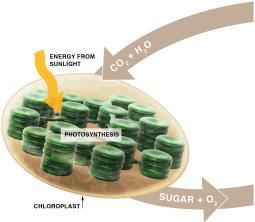 CO 2 + H 2 O SUGAR + O 2 Overall inputs and output of photosynthesis 4.