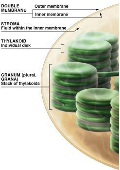 framework of membranes.