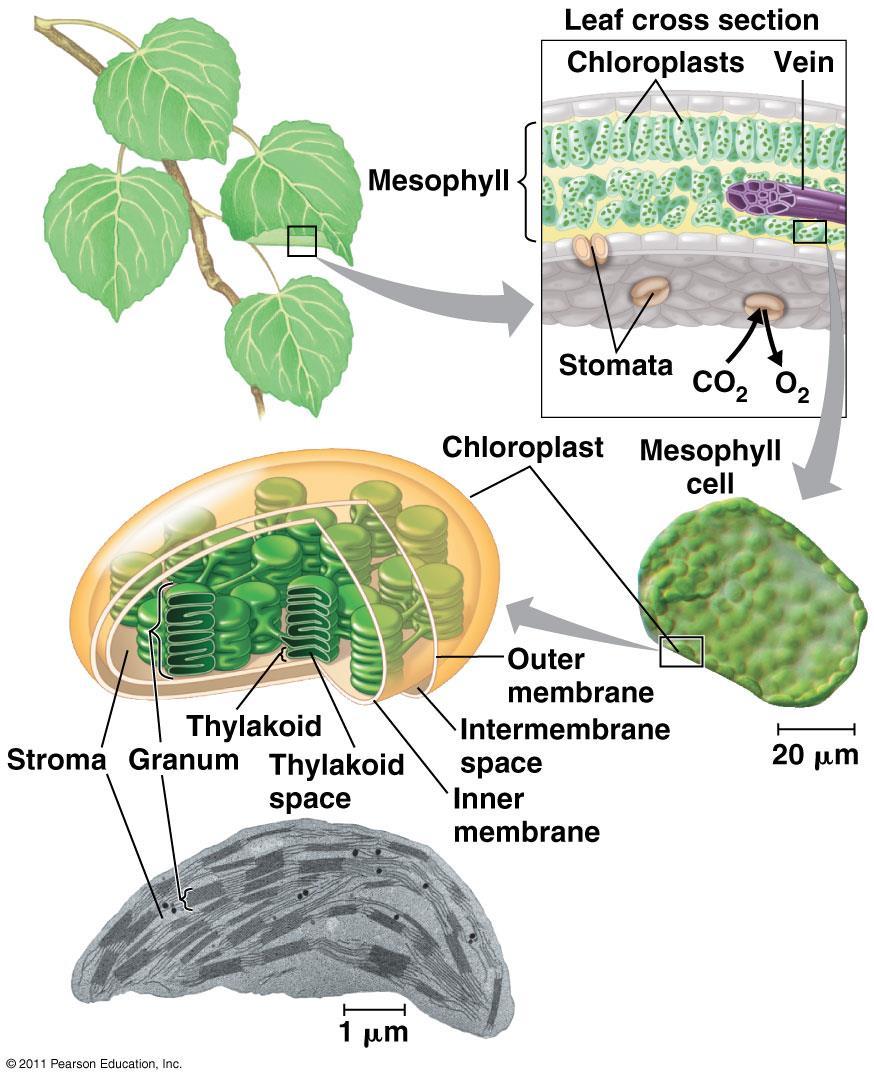 Sites of Photosynthesis : chloroplasts mainly found in these cells of leaf :