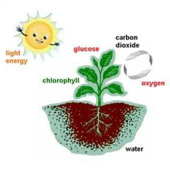 Necessary Conditions For Photosynthesis: 1. Light 2.