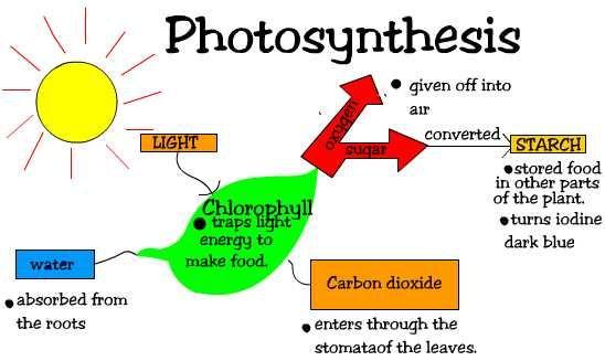 Photosynthesis Overview Start: End: Carbon