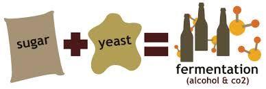 Alcohol Fermentation Yeast is used Completes the first part of cellular respiration (glycolysis)