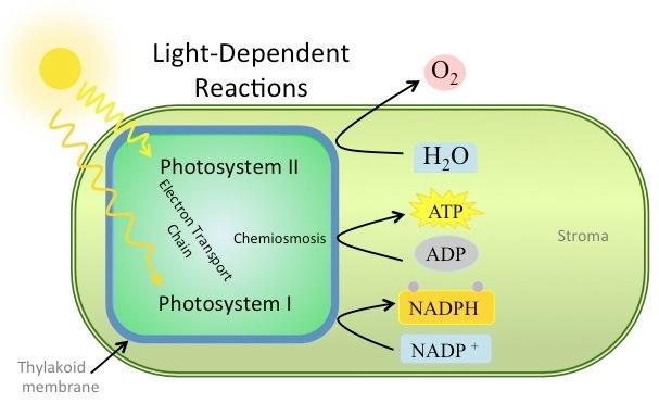 Light-dependent