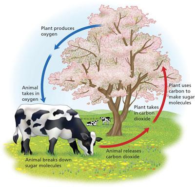 Where do organisms get Food = chemical energy It provides living organisms with chemical building blocks they need to