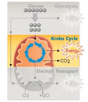 Stages of Cellular Respiration 2) Krebs Cycle