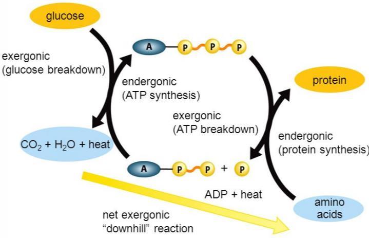 ATP must be broken down in order to build protein Glucose must be broken down in order to build ATP