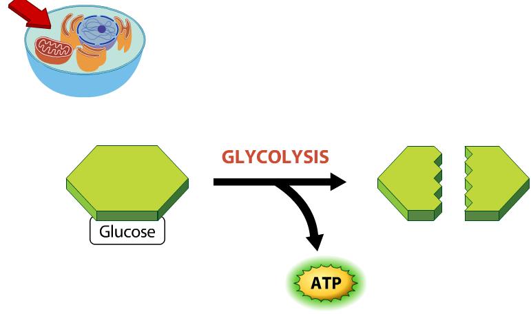 Glycolysis occurs in the cytoplasm and does not require oxygen gas: 6-C sugar (glucose) is