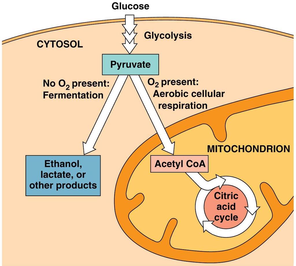 Fermentation: 2 ATP Fermentation Respiration: 36 ATP 1. What determines the route of pyruvate after glycolysis? + or - oxygen 2. What are two possible products of fermentation?