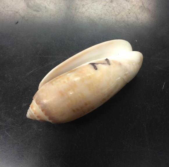 The seventh shell is a conidae, specifically a Malagasyconus lozet (Kurtz, 1860). This shell is a white, brown color and is 2 inches in length. The inside is a pink skin color (Fig. 8).