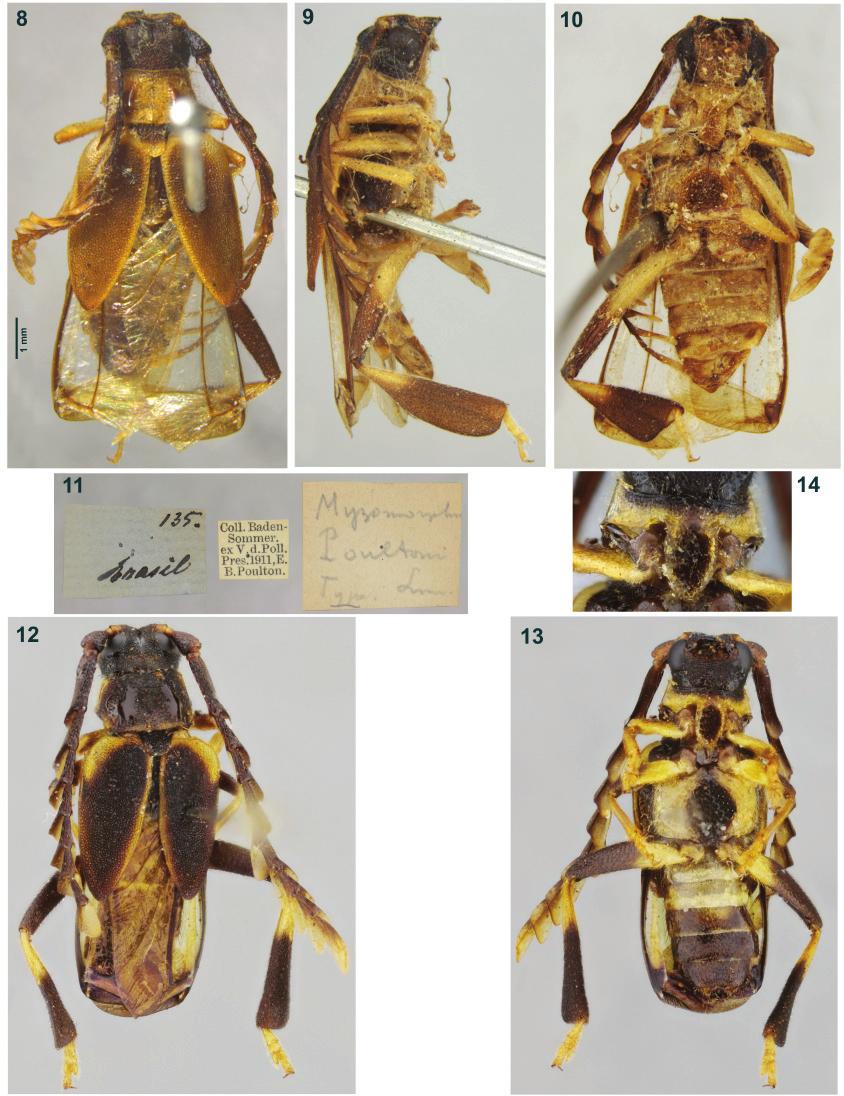 8 INSECTA MUNDI 0471, February 2016 SPOONER AND SANTOS-SILVA Figures 8 14. Myzomorphus spp. 8 11) Myzomorphus poultoni, holotype male: 8) Dorsal habitus.