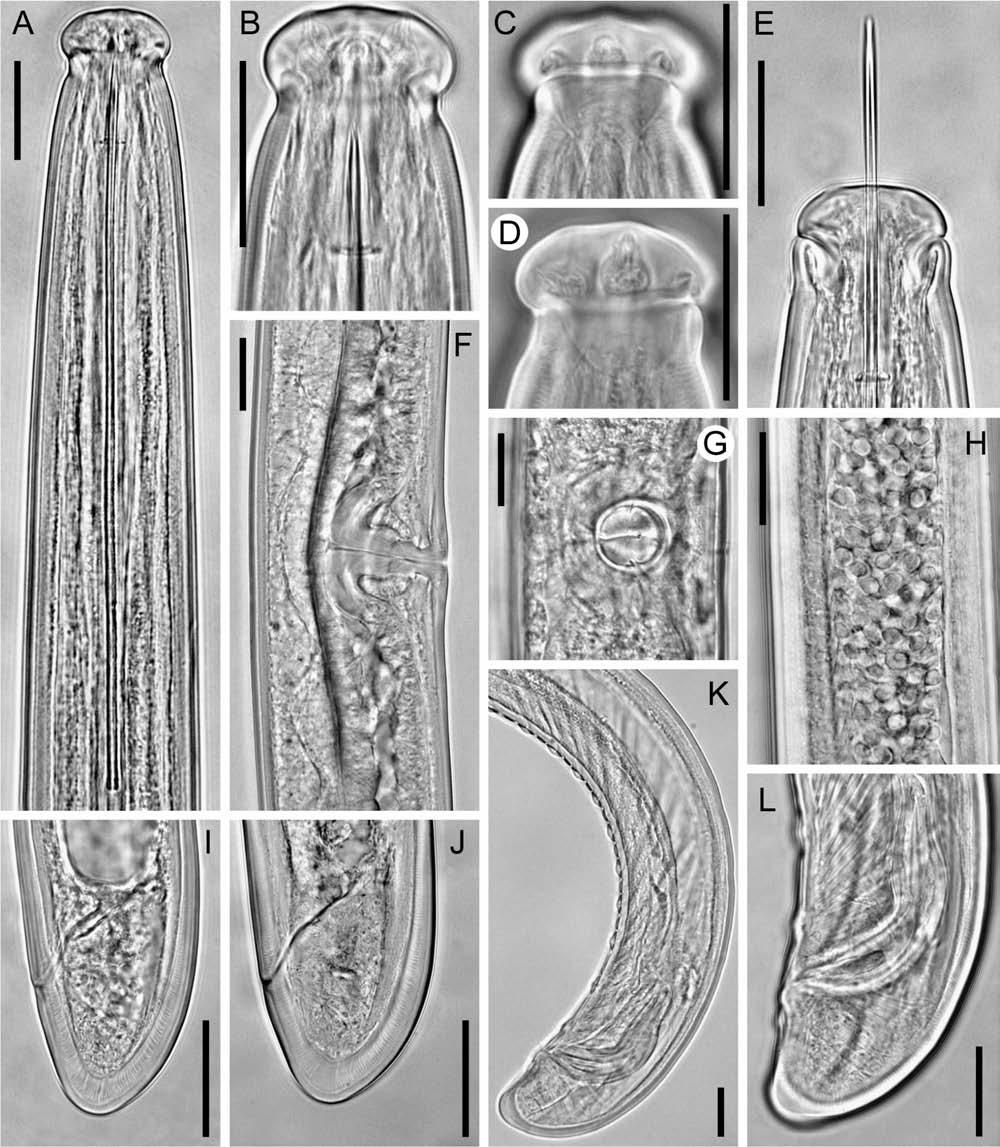 J.E. Palomares-Rius et al. Fig. 2. Light micrographs of Paralongidorus litoralis sp. n.