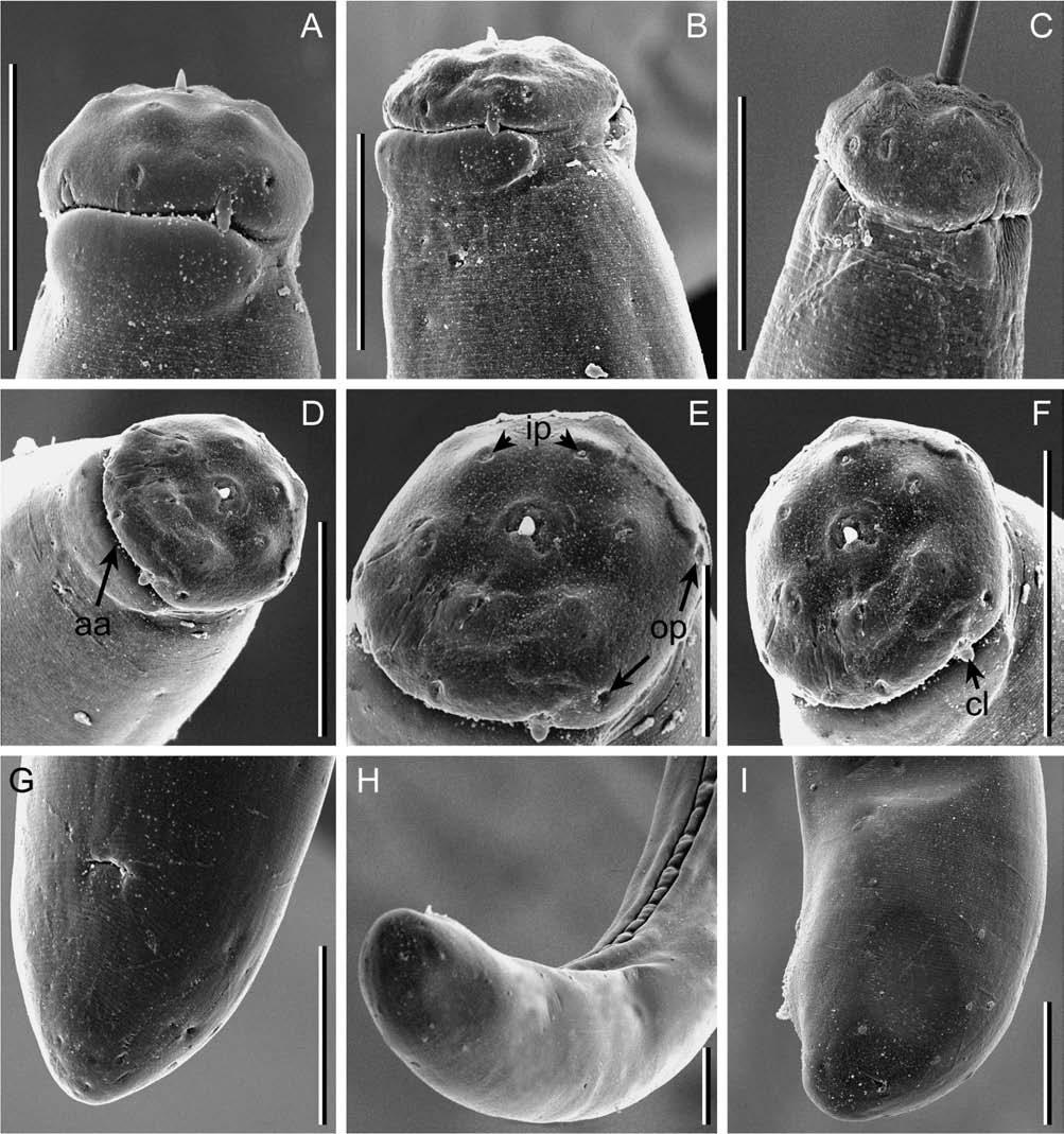 J.E. Palomares-Rius et al. Fig. 4. SEM micrographs of Paralongidorus litoralis sp. n.