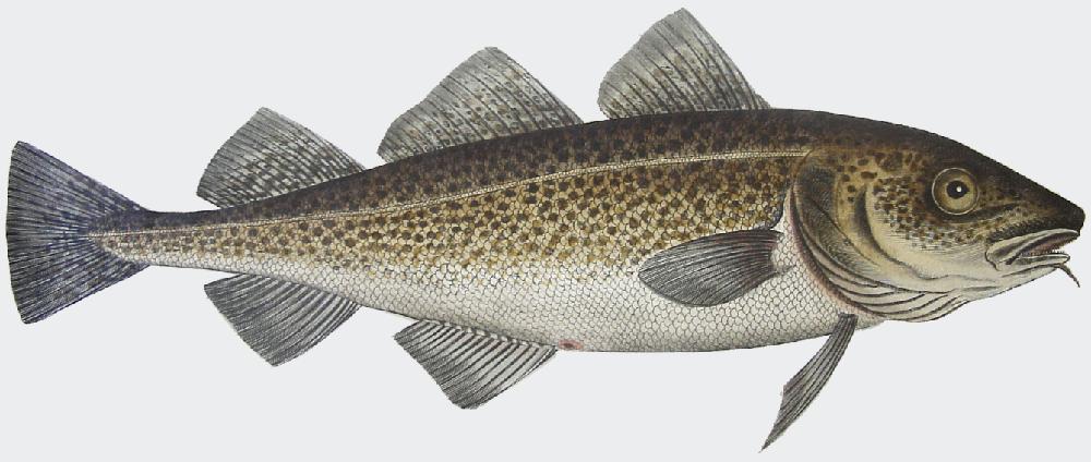Prey sub populations Predation on local fish populations?