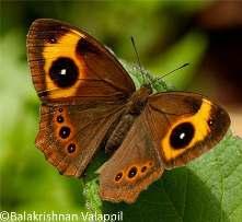 Eg Vanessa cardui is a butterfly that is very widely distributed in all continents except