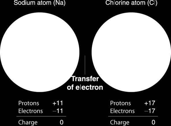 - ) Sodium atom (Cl)