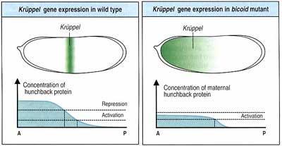 Figure 4.7: Specification of kruppel gene activity by Hunchback protein http://scienceblogs.com/pharyngula/wp-content/blogs.dir/470/files/2012/04/i- 4c8a116afee4eda51928f554265d5732-kruppel.