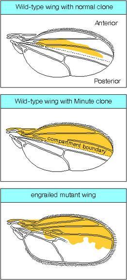 Figure 4.8: Demonstration of the boundary between between anterior and posterior compartments in the wing by marked cell clones http://www.mun.ca/biology/desmid/brian/biol3530/db_02/fig2_34.