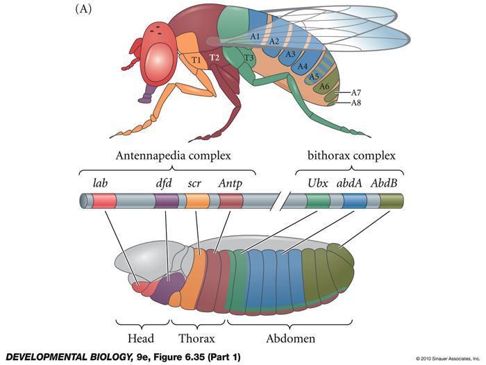 Figure 4.9: Expression of homeotic selector gene in Drosophila http://test.classconnection.s3.amazonaws.com/446/flashcards/416446/jpg/14-2.