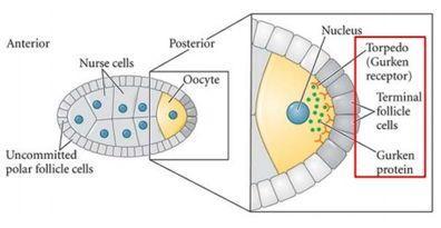 divides four times with incomplete cytokinesis, to give rise to 16 interconnected cells: 15 nurse cells and the single oocyte precursor.